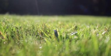 Bahçedeki yeşil çayır çimlerini kapat, arka plan bulanık. 