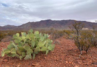 Franklin dağlarındaki manzara manzarası Kaktüs, El Paso, Texas