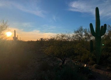 Arizona, ABD 'deki Saguaro Ulusal Parkı' nda büyük bir kaktüsle günbatımı manzarası. 