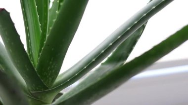 Beyaz tenceredeki aloe vera bitkisinin üst görüntüsünü kapat