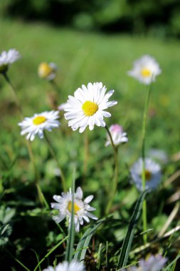 Beyaz papatya çiçekleri ve yeşil çimenli yaz çayırı, doğal arka plan. 