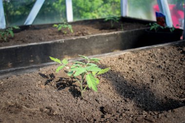 Bahçedeki bir serada, toprakta yetişen genç domates tohumları. 