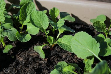 Evdeki bir yatakta büyüyen küçük turp filizlerini kapatın.