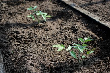 Serada toprakta yetişen genç domates filizleri, bulanık bir arka plan.