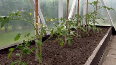 Genç domates filizleri gün ışığında bir serada toprakta yetişiyor, arka plan bulanık..