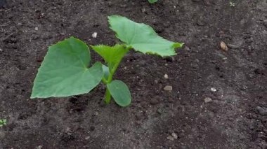 Evin bahçesinde toprakta büyüyen küçük bir salatalık tohumu, tarım konsepti.