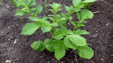 Toprakta yetişen genç bir patates bitkisinin yakınında. Yüksek kaliteli FullHD görüntüler