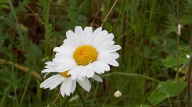 Yazın yeşil çimenlikteki beyaz papatya çiçeklerini kapat. Yüksek kaliteli FullHD görüntüler