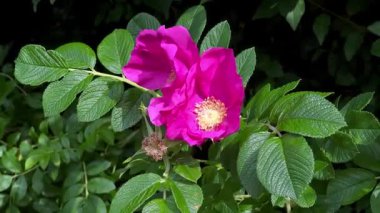 Yeşil yapraklı bir çalılıkta pembe çiçek açan bir çiçeğe yaklaş. Açık havada yetişen yabani güller 