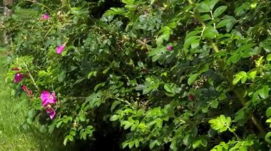 Yeşil yapraklı bir çalılıkta pembe çiçek açan bir çiçeğe yaklaş. Açık havada yetişen yabani güller 