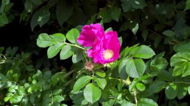 Yeşil yapraklı bir çalılıkta pembe çiçek açan bir çiçeğe yaklaş. Açık havada yetişen yabani güller 