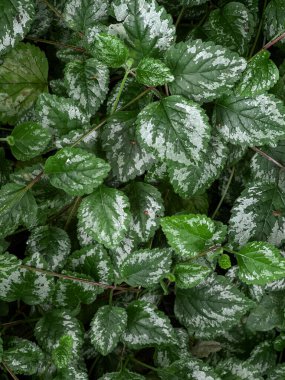 Soyut koyu yeşil yeşillik arka plan 