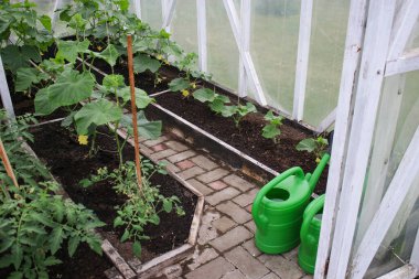 Evdeki bir serada yetişen genç sebze filizleri, ekolojik sebze kavramı. 