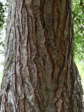 Kahverengi bir ağaç kabuğuna yakın, doğa desenli arka plan.