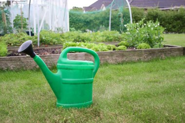 Yerde duran yeşil bir sulama tenekesi, arka planda genç bitkiler bulunan sebze ve bitki bahçesi yatağı. Ev ekonomisi bahçe konsepti 