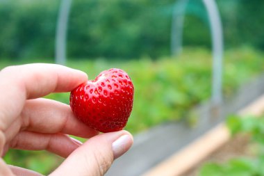Kadın elinin, olgun kırmızı bir çilek tutarak yakın plan, bahçe yatağı ile bulanık arka plan