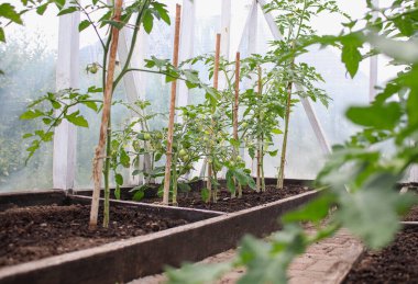 Birçok genç domates tohumu toprakta ve bir serada saksılarda yetişir.