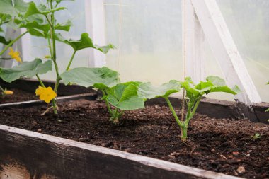 Yeşil bir evde toprakta yetişen salatalık tohumu bitkilerine yakın, eko tarım kavramı. 