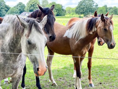 Bir grup farklı at çiftlikteki bir çit boyunca duruyorlar, arka planda yeşil çimenler ve mavi gökyüzü. 
