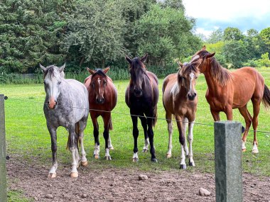 Bir grup farklı at çiftlikteki bir çit boyunca duruyorlar, arka planda yeşil çimenler ve mavi gökyüzü. 