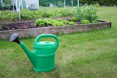 Yerde duran yeşil bir sulama tenekesi, arka planda genç bitkiler bulunan sebze ve bitki bahçesi yatağı. Ev ekonomisi bahçe konsepti 