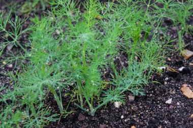 Bahçe yatağında büyüyen dereotuna yakın, bulanık bir arka plan. 