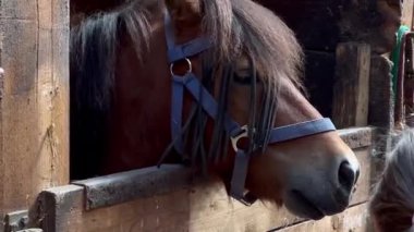 Ahşap bir ahırda duran şirin bir midilli atının yanına. Çiftlik hayvanları konsepti