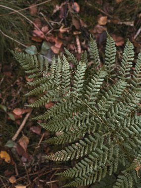 Ormandaki yeşil eğreltiotu yapraklarına yakın, doğal arka plan. 