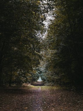 Güneş ışığıyla sakin bir orman yolu, soyut sonbahar doğal arka planı.