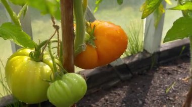 Toprakta yetişen olgun sarı domateslere yakın, evdeki sera bahçesinde, bulanık arka planda. 
