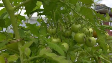 Toprakta yetişen olgunlaşmamış domates bitkisine yakın, evdeki sera bahçesinde, bulanık arka planda. Yüksek kaliteli FullHD görüntüler