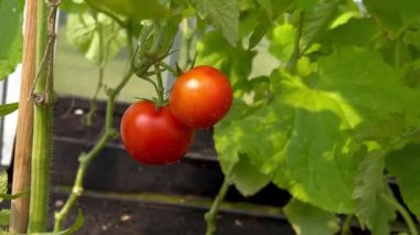 Evde bir sera bahçesi yetiştiren olgun kırmızı domates bitkilerini kapatın. Sebze toplama konsepti 