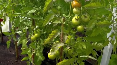 Toprakta yetişen olgunlaşmamış domates bitkisine yakın, evdeki sera bahçesinde, bulanık arka planda. Yüksek kaliteli FullHD görüntüler