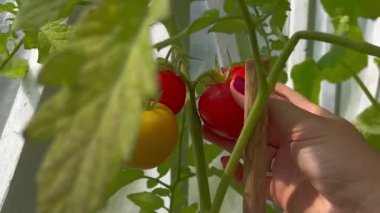 Evdeki sera bahçesinde yetişen olgun kırmızı domatesleri hasat etmeye yakın, bulanık, güneşli bir arka plan. 