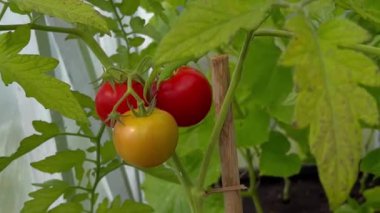 Evde bir sera bahçesi yetiştiren olgun kırmızı domates bitkilerini kapatın. Sebze toplama konsepti 