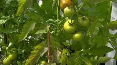 Toprakta yetişen olgunlaşmamış domates bitkisine yakın, evdeki sera bahçesinde, bulanık arka planda. Yüksek kaliteli FullHD görüntüler