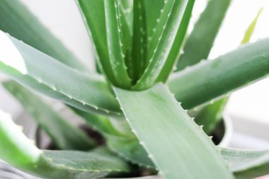 Beyaz tenceredeki aloe vera bitkisinin üst görüntüsünü kapat