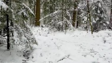 Çam ağaçlarında kar yağan kış harikalar diyarı. Yüksek kalite 4k görüntü