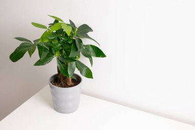 Gri bir tencerede büyüyen bir Pachira Aquatica bitkisi. Evdeki bir odada beyaz şifoniyer masasında duruyor. Beyaz duvar arka planında. 
