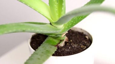 Beyaz bir tencerede büyüyen Aloe Vera bitkisinin bagajını kapat..