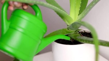 Bir kadının Aloe Vera bitkisini sulamasına, beyaz bir tencerede büyümesine, arka planda beyaz bir duvara.