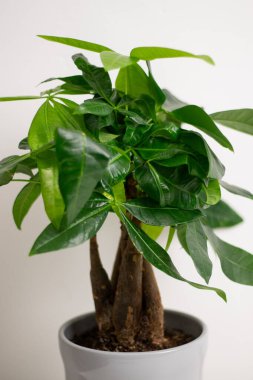 Gri bir tencerede büyüyen bir Pachira Aquatica bitkisi. Evdeki bir odada beyaz şifoniyer masasında duruyor. Beyaz duvar arka planında. 