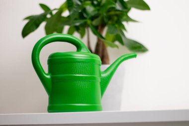 A green watering can near a Pachira aquatica plant growing in a pot standing on white table in a room at home, white wall background  clipart