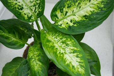 Yeşil Camilla bitkisinin yapraklarını kapat, bulanık beyaz arkaplan 