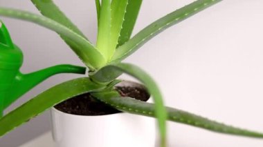 Bir kadının Aloe Vera bitkisini sulamasına, beyaz bir tencerede büyümesine, arka planda beyaz bir duvara.