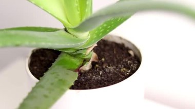 Beyaz bir tencerede büyüyen Aloe Vera bitkisinin bagajını kapat..