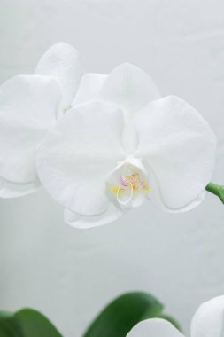 Çiçek açan beyaz falaenopsis orkide çiçeğine yakın, beyaz bulanık arkaplan 
