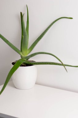 Aloe Vera bitkisi beyaz bir tencerede yetişiyor. Beyaz bir dolapta. Evdeki bir odada.