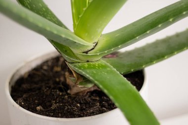 Beyaz bir tencerede büyüyen Aloe Vera bitkisinin bagajını kapat..