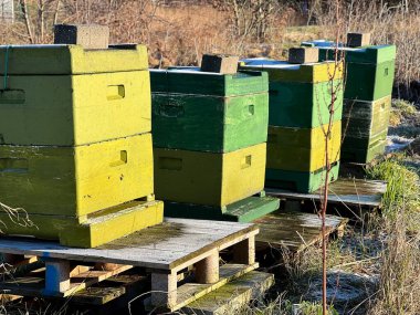 Bir grup yeşil arı kovanlı ev kutuları kış mevsiminde ormanda. Bal arıları kolonisi kış konsepti